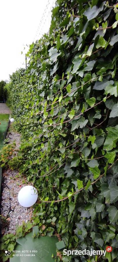 Duże bluszcze HEDERA helix Jasieniec