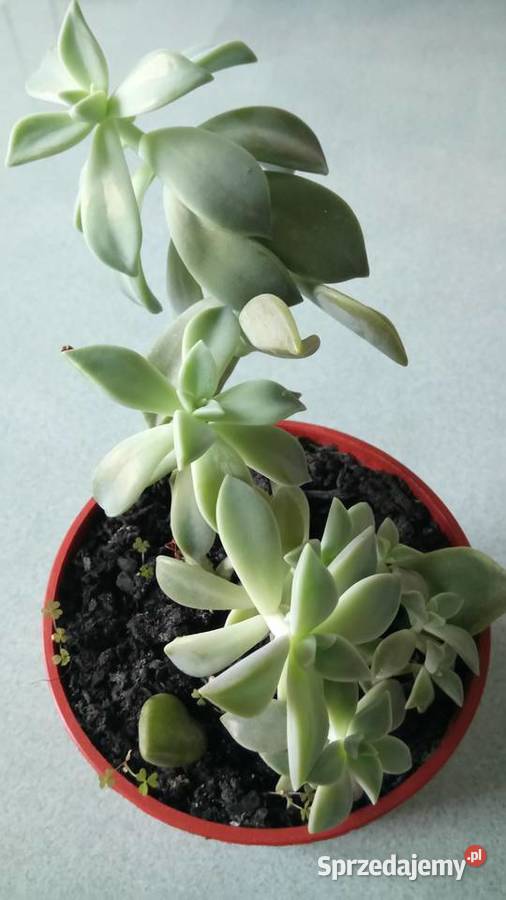 Zyworodkaaloes Warszawa