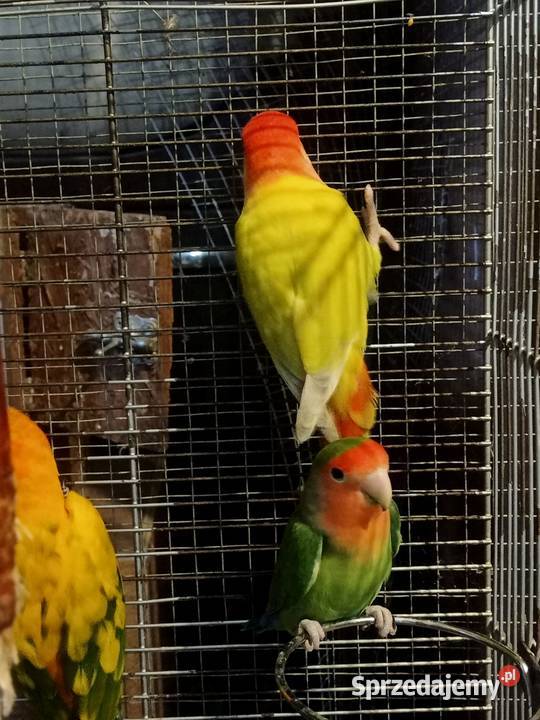 Papugi konury nimfy i inne Brusy