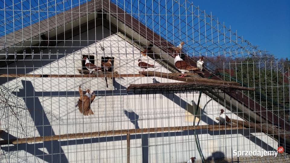 Gołębie Strassery Wierzbno sprzedam