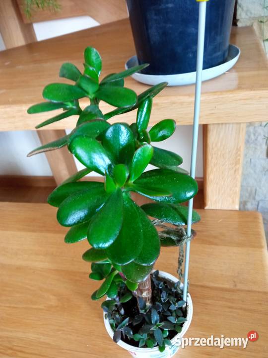 Cylindropuntia subulata sukulent ten i inne