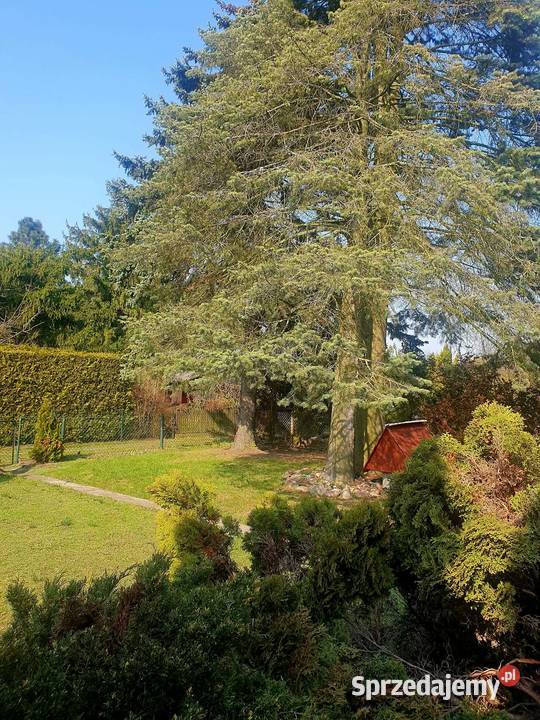 Działka ROD Paluch Miejski mazowieckie Warszawa