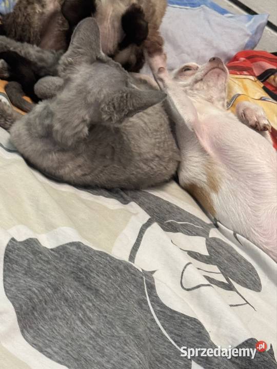 chihuahua XS roczny albinos wabi się gizmo Zwierzęta Łódź
