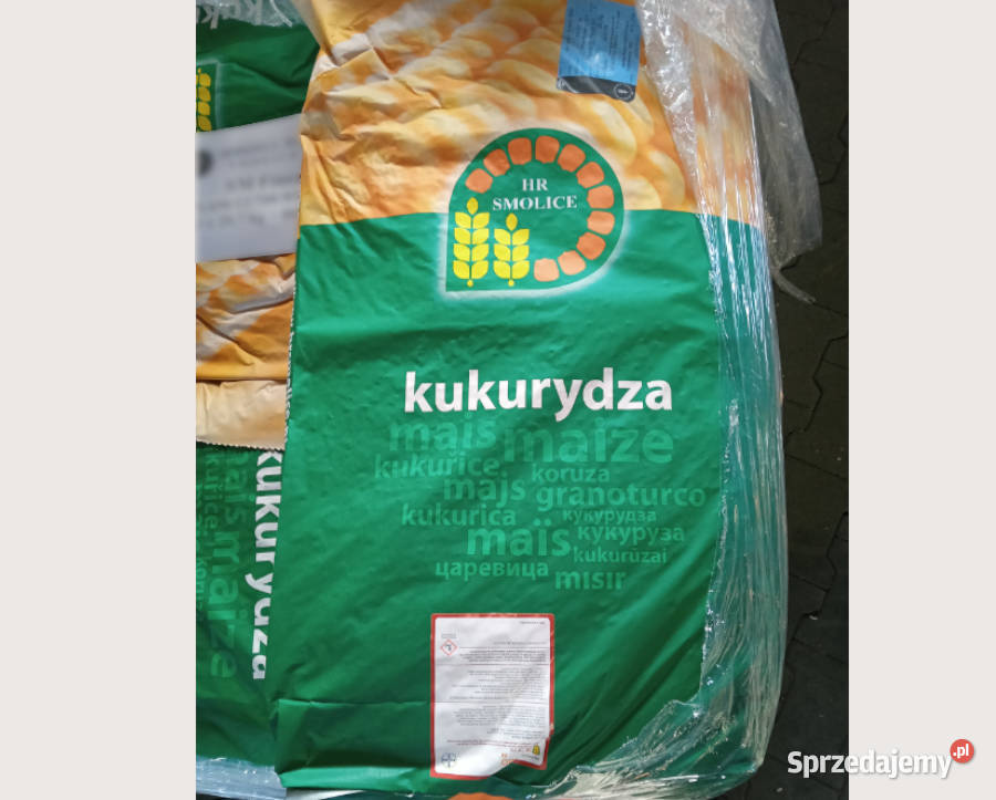 Materiał siewny kukurydza SM Finezja FAO 240 na Rakoniewice sprzedam