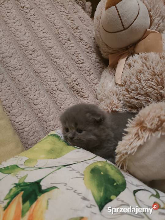 Kot Fold Szkocki odbiór przed wigilia