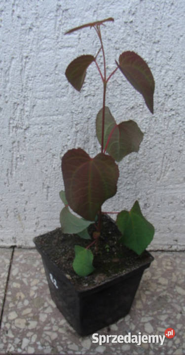 GRUJECZNIK JAPOŃSKI sadzonki w doniczkach Ustronie