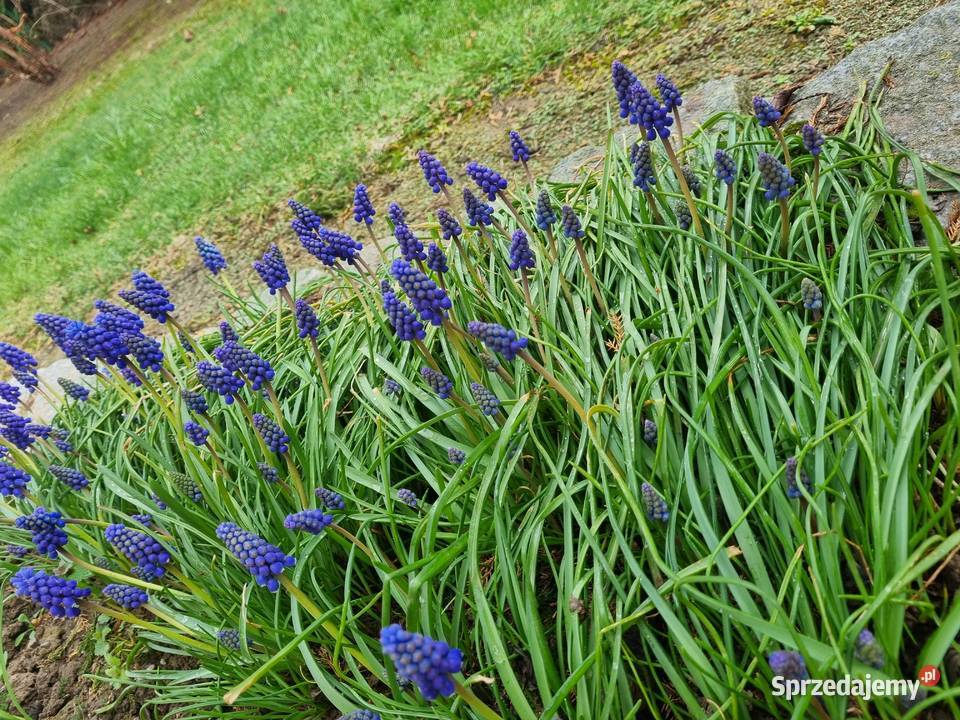 Szafirek szerokolistny sadzonki Lublin sprzedam