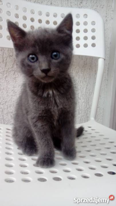 Mieszaniec Brytyjskitajski Tczew sprzedam