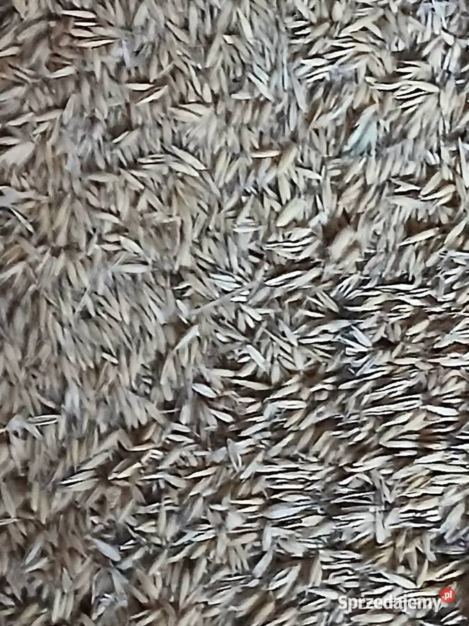 Sprzedam owies Dobroń