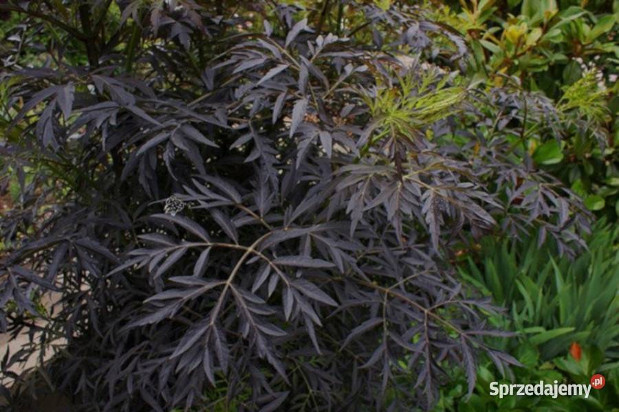BEZ CZARNY Black Lace sadzonki w doniczkach Ustronie