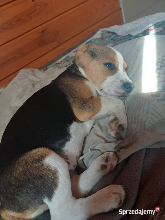 Beagle szczeniaki łódzkie Piotrków Trybunalski