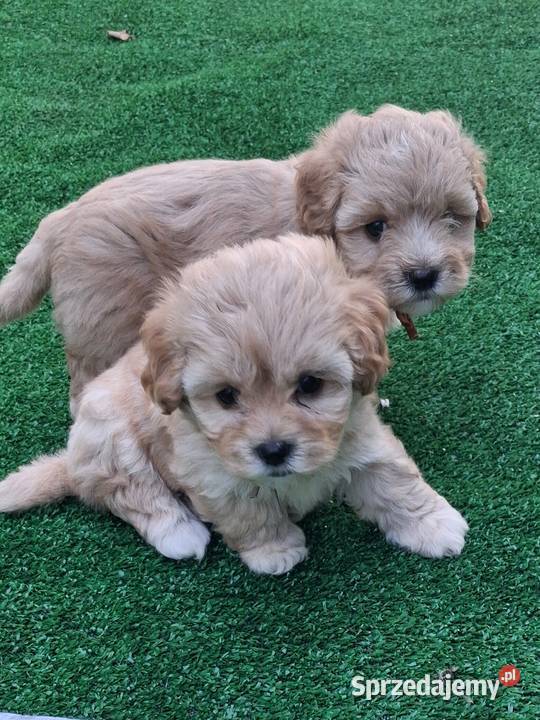 Maltipoo f1 warmińsko-mazurskie Iłowo-Osada