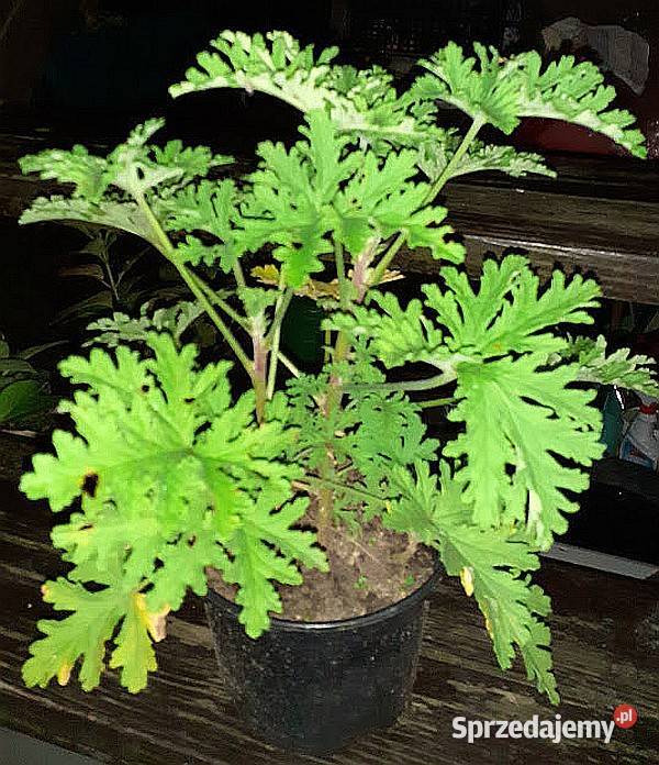Anginka (Geranium)- ładna i pachnąca cytryną roślinka