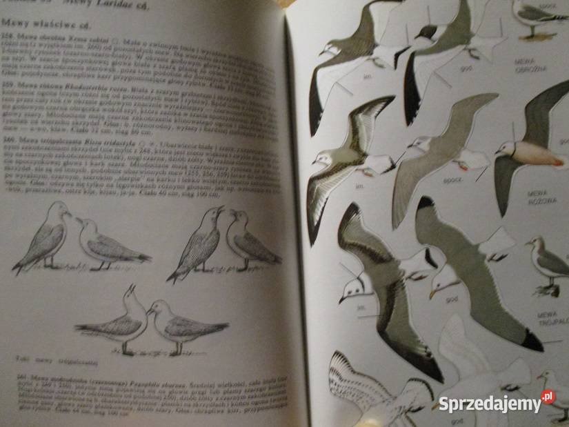 Atlas Ptaki Polski JSokołowski ptaki przyroda sprzedam