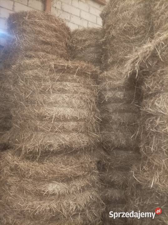 Słoma w balotach sucha z tegorocznych zbiorów Trawy, słoma Produkcja roślinna Kolbuszowa