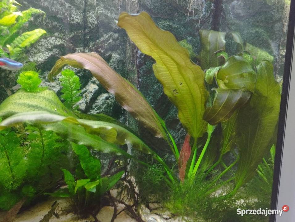 Anubias świętokrzyskie Wygoda