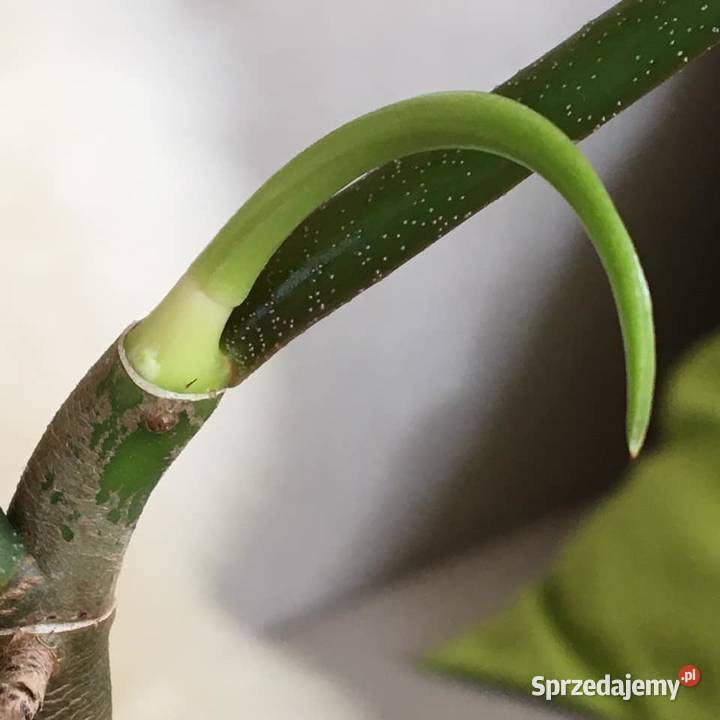 Filodendron Florida green domowa uprawa Warszawa sprzedam