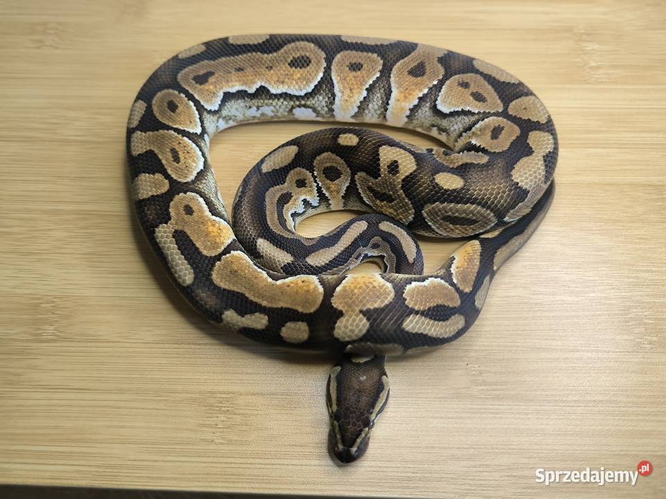 Pyton królewski Cinnamon Enchi Gady i płazy Makowiec