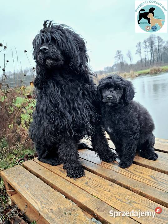 Szczenięta portugalski pies dowodny zkwp FCI kujawsko-pomorskie Makówiec
