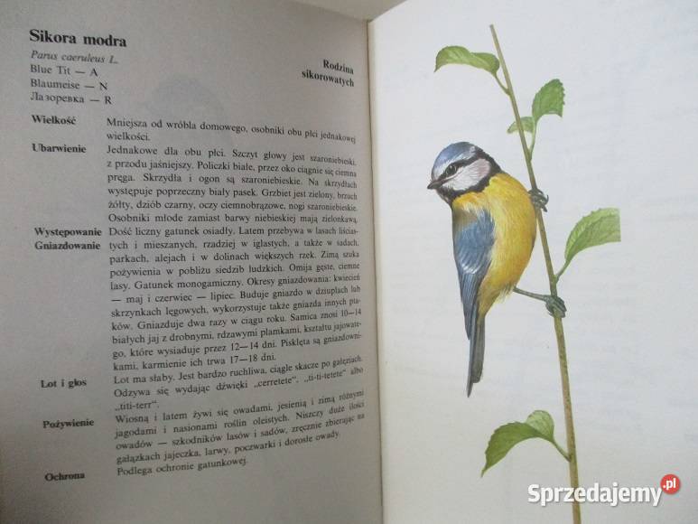 Nasza przyroda rośliny i zwierzęta biologia, ekologia Łódź