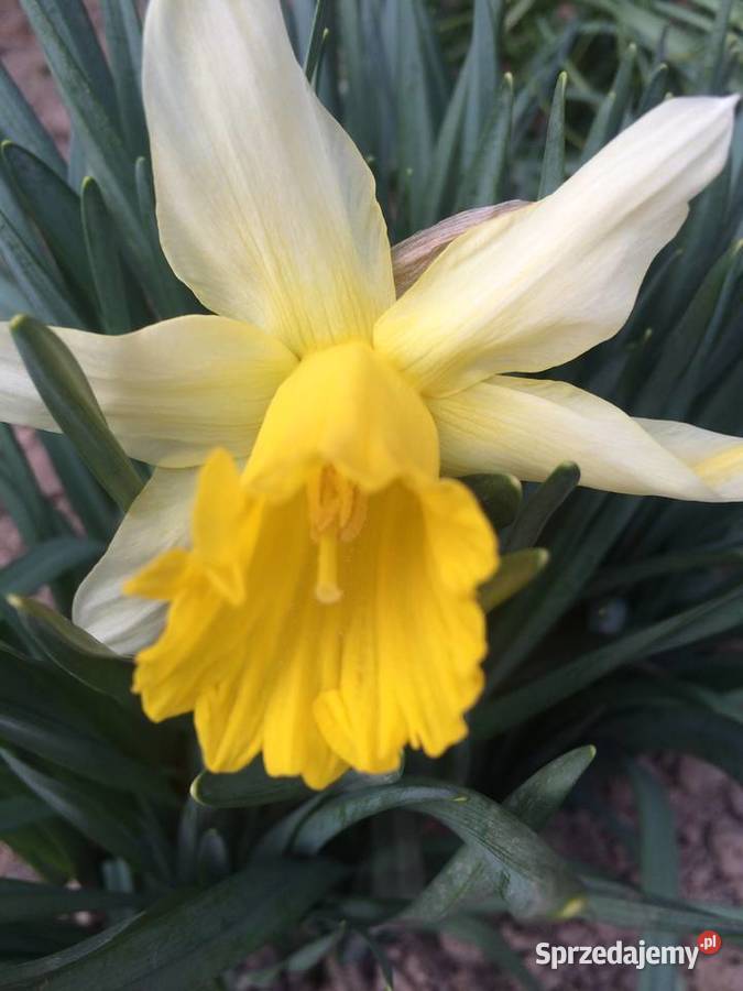 Narcyz żonkil mix Lublin