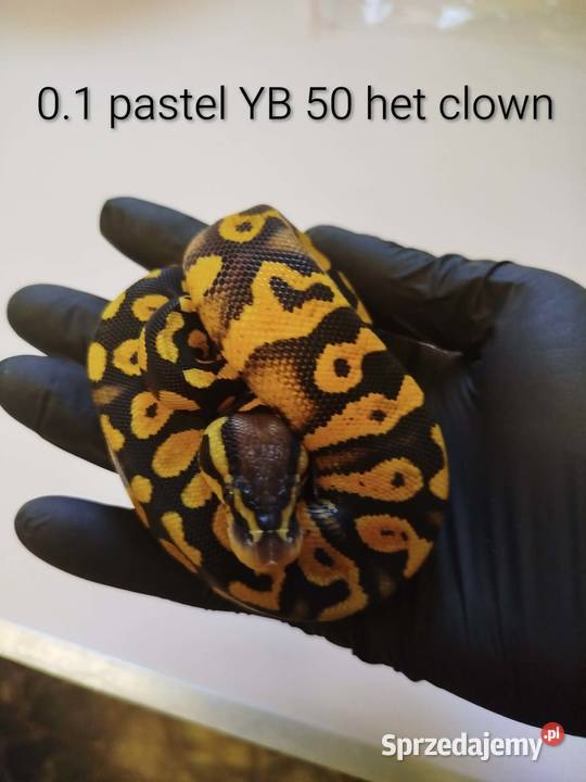Sprzedam młode pytony królewskie