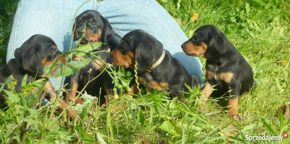 Gończe polski i czekoladowe Czarnolas sprzedam
