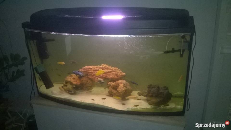 akwarium 240l panoramiczne okazja Łódź