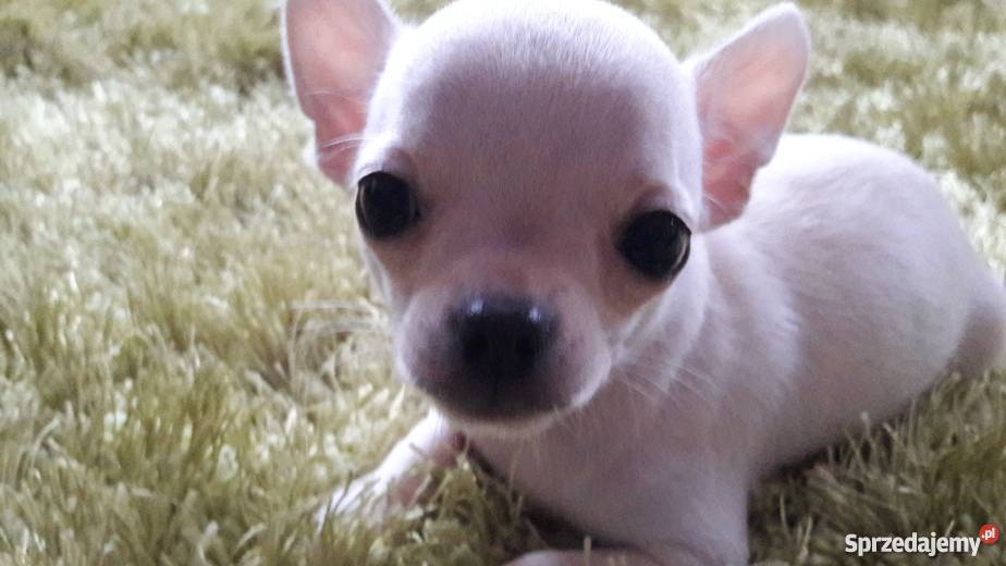 Chihuahua krótko i długowłosa śląskie Krusin