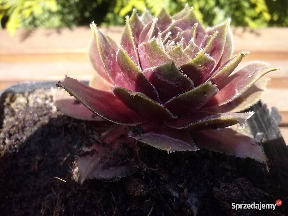 Zestaw roślin na skalniak 100 sztuk mix gatunków