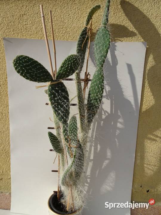 Opuncja kaktus wys 80 Nowy Sącz