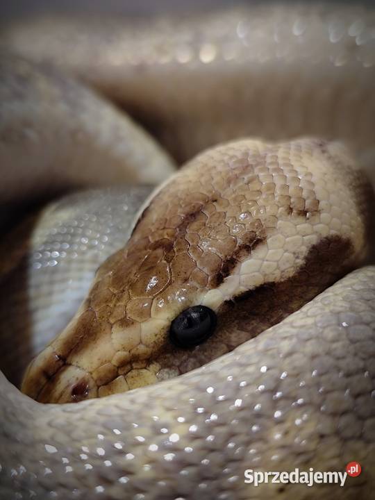 Pyton Królewski piękny samiec Pruszków sprzedam