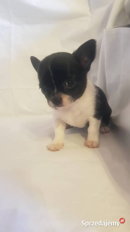 Suczka rasy Chihuahua Chihuahua Zwierzęta Płońsk