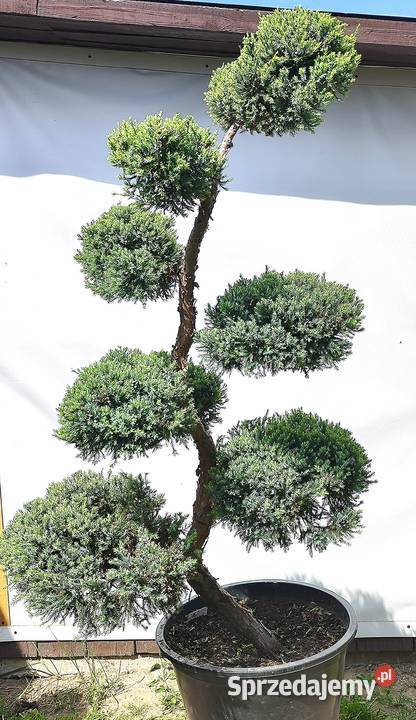 Bonsai Niwaki Jałowiec Holger Medynia Łańcucka