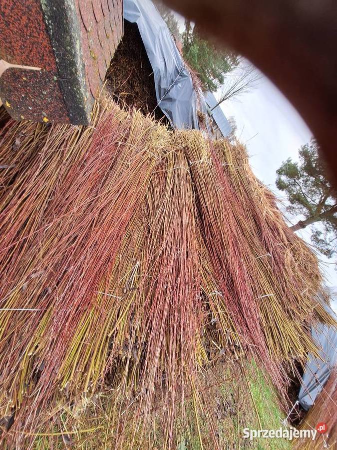 Wiklina zielona wykoszona niesortowana Rośliny przemysłowe podkarpackie