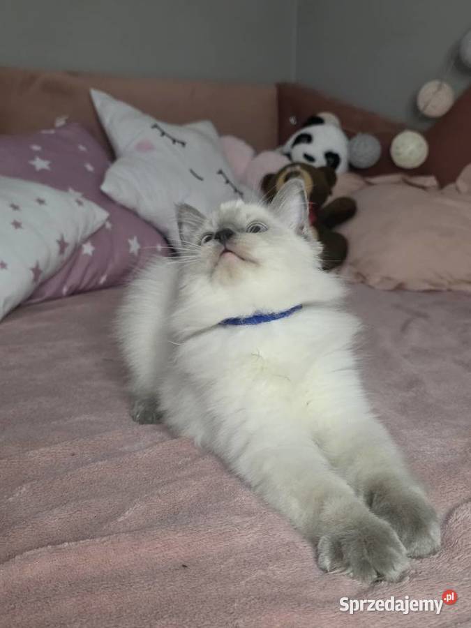 Uroczy ragdoll kocurek FPL prawdziwy rodowód Uścikowo