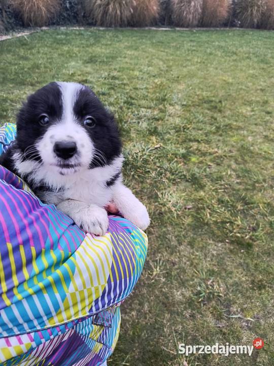 Piękne szczeniaki Border Collie Grabów sprzedam