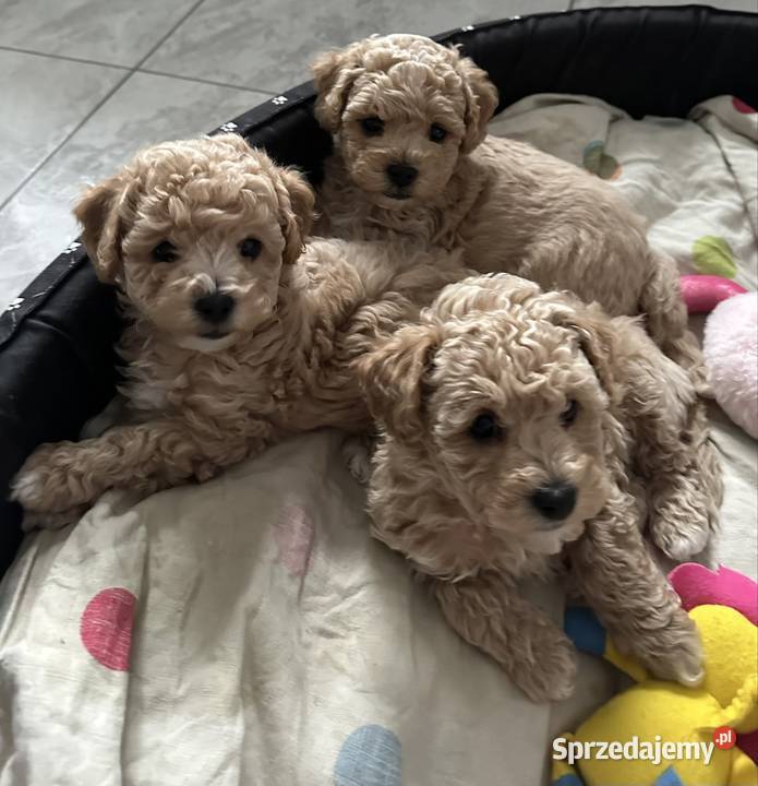 Piesek bichpoo bichon frise pudel toy nie