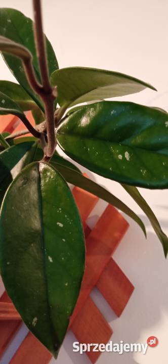 Hoya carnosa roślina pnąca domowy Kwiat Pozostałe