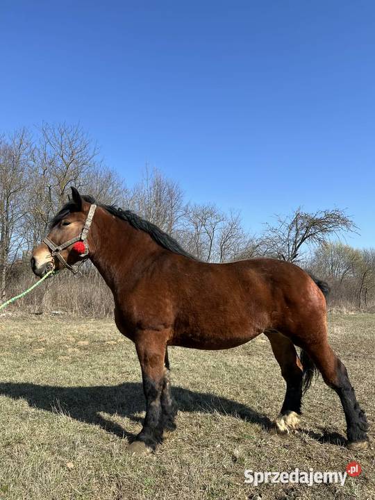 klacz zimnokrwista Konie Łagów