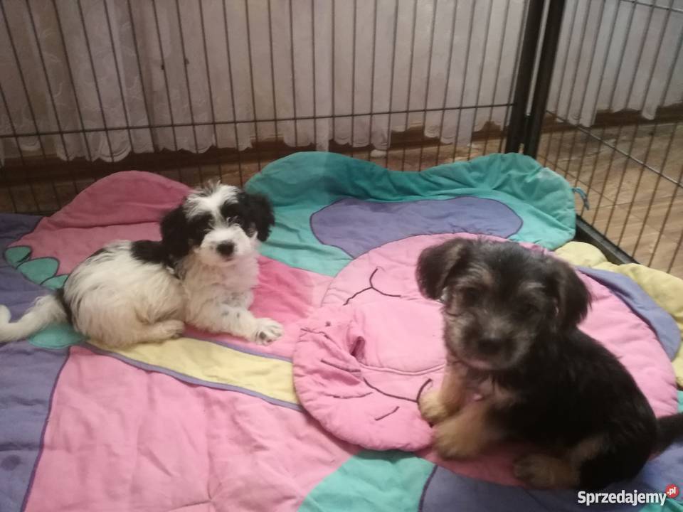 Shih tzu mix Radomsko sprzedam