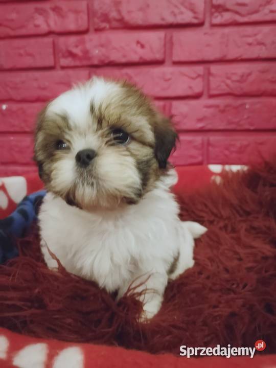 AKTUALNE Szczenięta rasy SHIH TZU hodowla Szczecinek