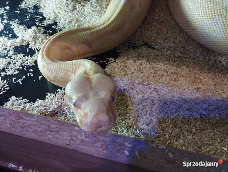 Sprzedam albino kahl Gady i płazy Starogard Gdański