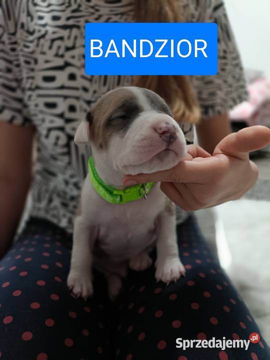 Szczenięta amstaff rodowód Amstaff Wyszków