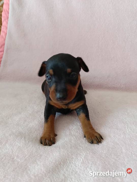 Pinczer miniaturowy szczeniaki