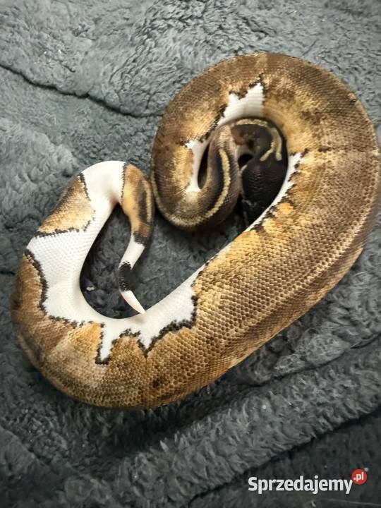 Pythony królewskie Piebald het clown Bogatynia