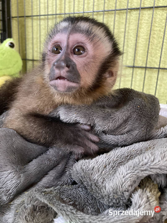 Małkpa kapucynka czubata zachodniopomorskie