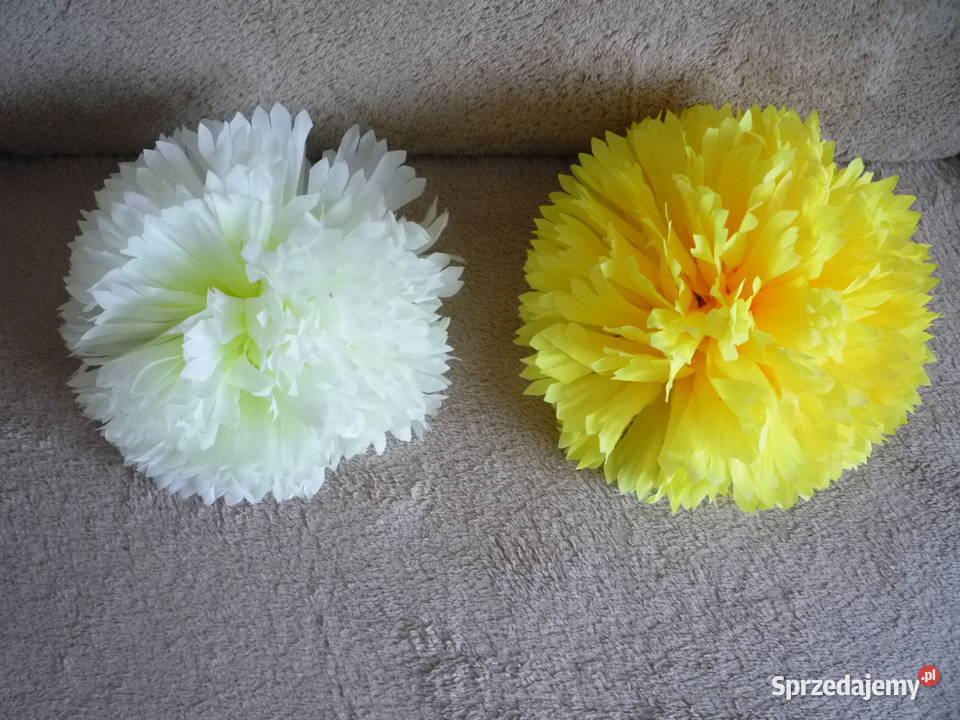 Duża 17 chryzantema główka żółta fioletowa Szczecin