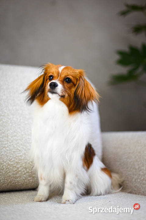 Phalène, Spaniel Kontynentalny Miniaturowy - suczka szczeniak