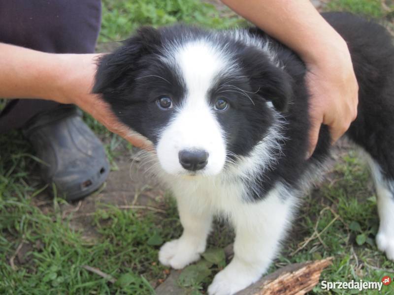 Szczeniaki rasy Border Collie Wiatowice